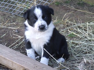 Puppy 10